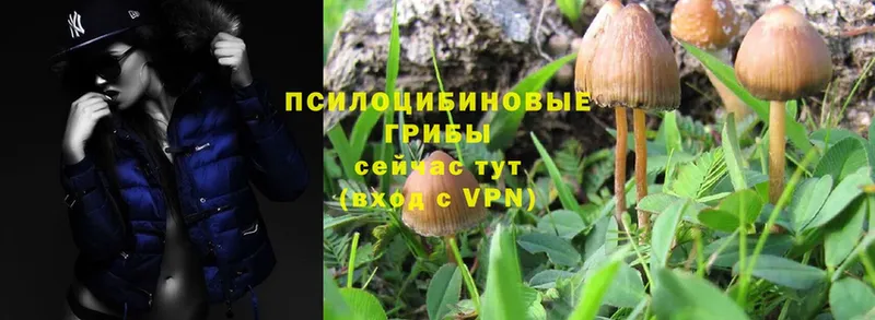 Галлюциногенные грибы Psilocybe  Орск 